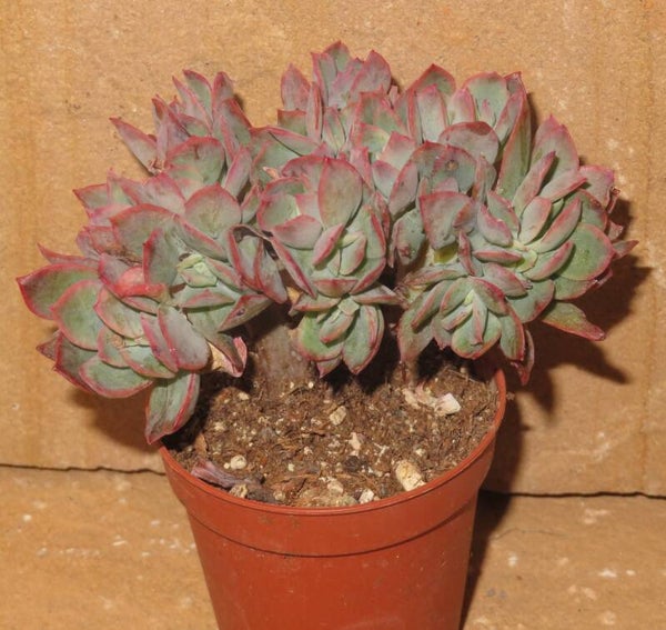 Echeveria cv Luella
