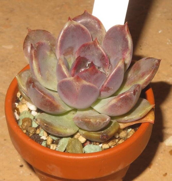Echeveria cv Dark Chocolate New!!!