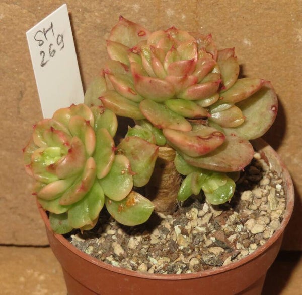 Sedeveria cv Rolly variegata