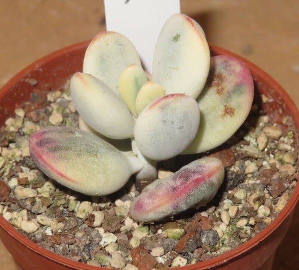 Cotyledon orbiculata cv Oophylla variegata