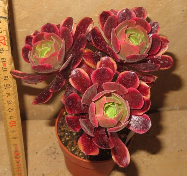Aeonium cv SuperBang variegata