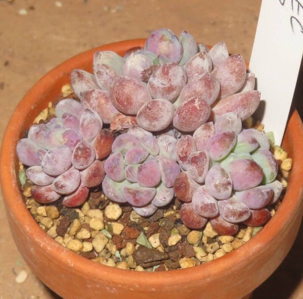 Echeveria amoena Perote