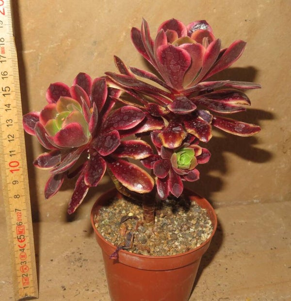 Aeonium cv SuperBang variegata