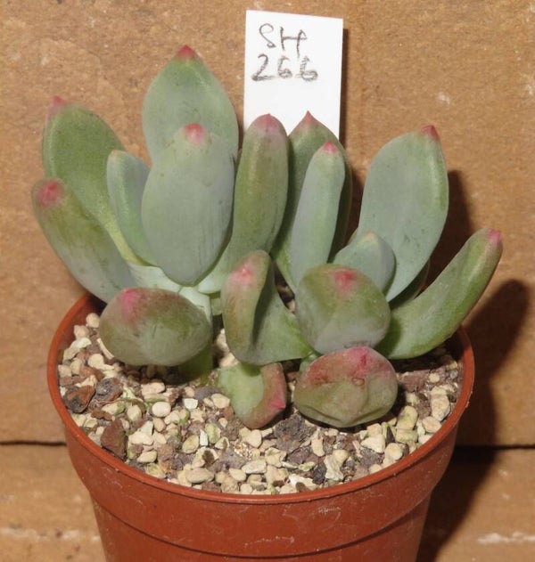Pachyveria cv Dr Conelius