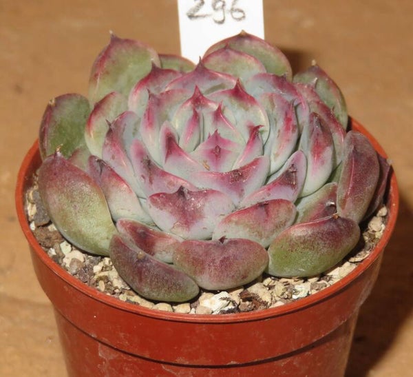 Echeveria cv Marcel