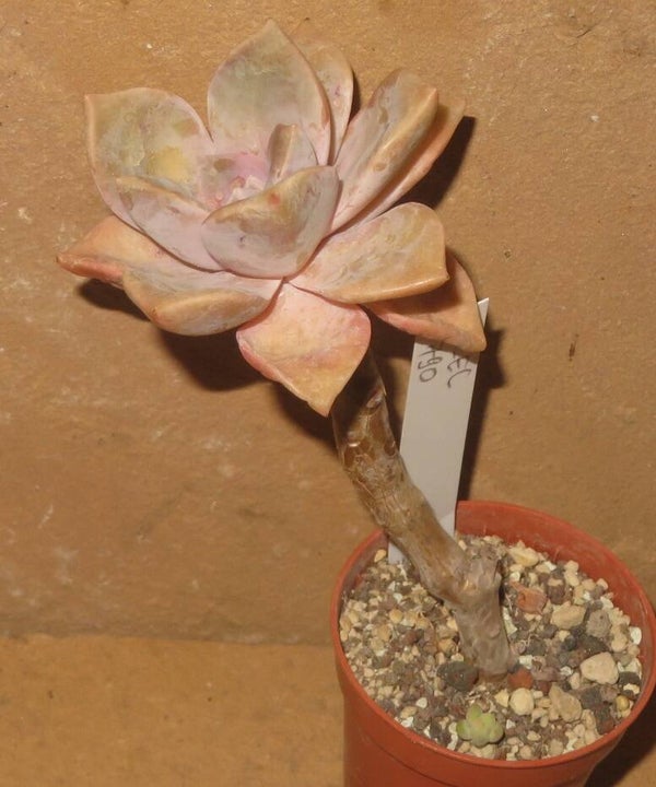 Graptopetalum cv Purple Delight