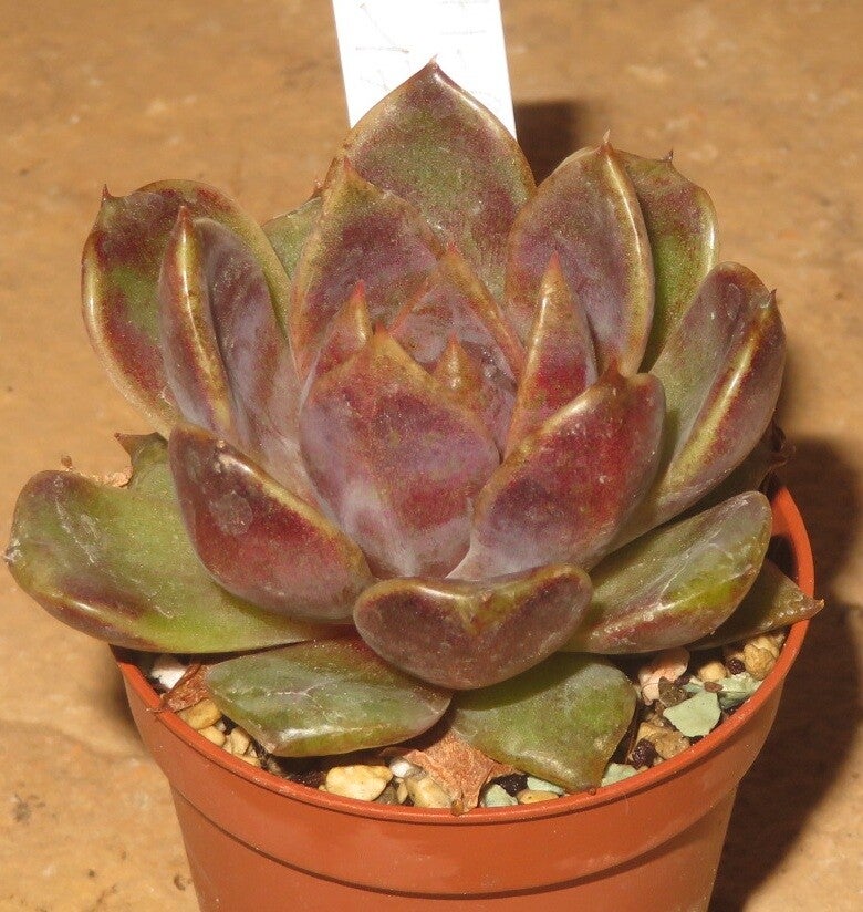 Echeveria cv Black Rose