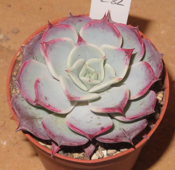 Echeveria cv Fairy Queen