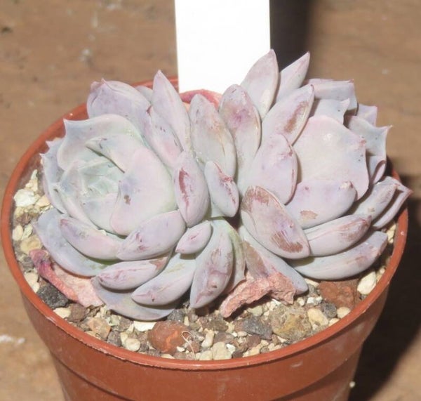 Echeveria cv Amazing Grace