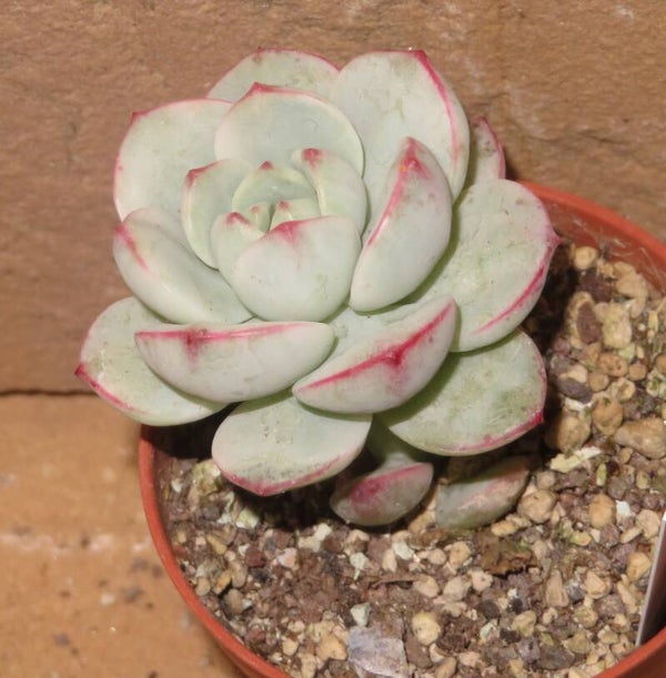 Sedeveria cv Pudgy variegata