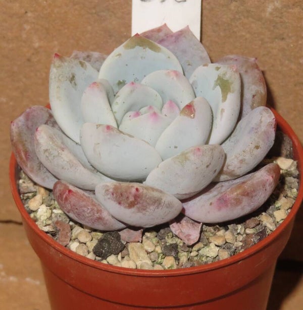 Echeveria cv Monroe Orange