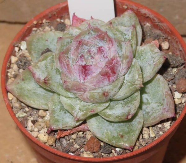 Echeveria cv Rasphberry Ice monstrosa