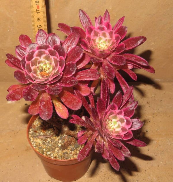 Aeonium cv Mardi Gras variegata