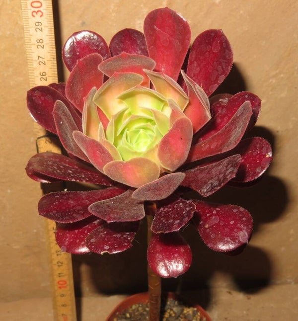 Aeonium cv Kilimanjaro variegata