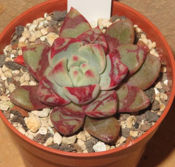 Echeveria cv Jelly Jam