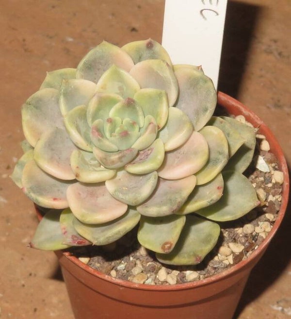 Echeveria cv Tinkerbell variegata