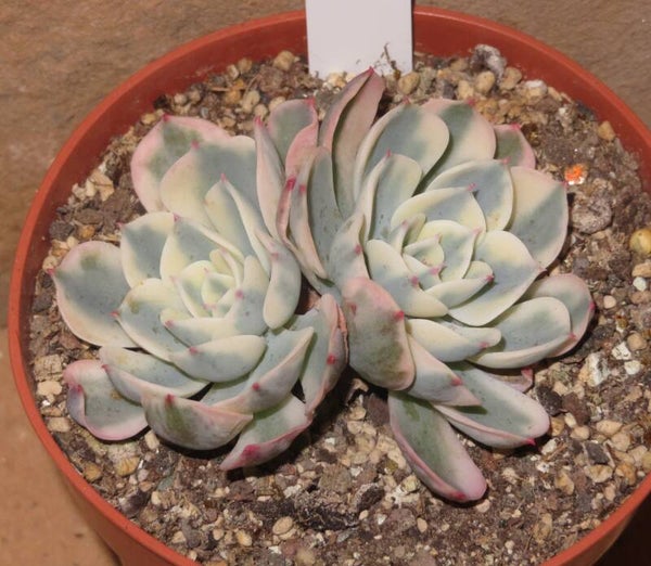Echeveria cv Compton Carousel variegata