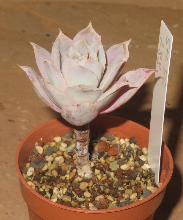 Echeveria cv Rose Queen