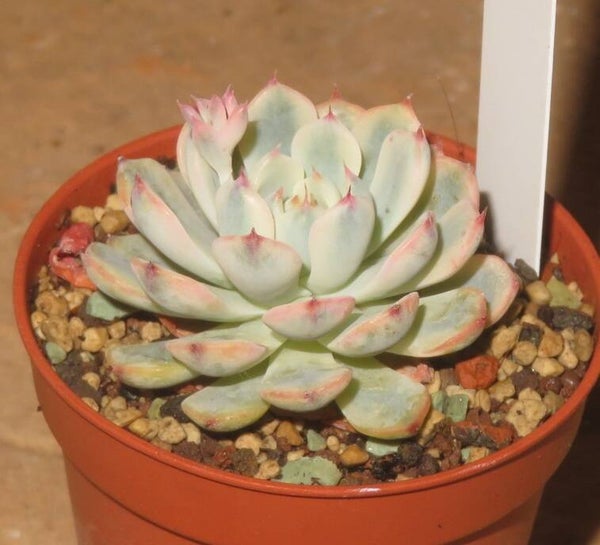 Echeveria minima variegata