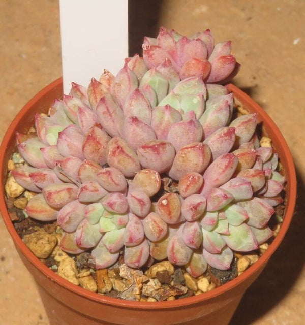 Echeveria subcorymbosa lau30