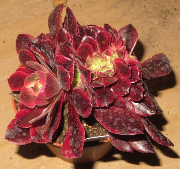 Aeonium cv Medusa cristata variegata