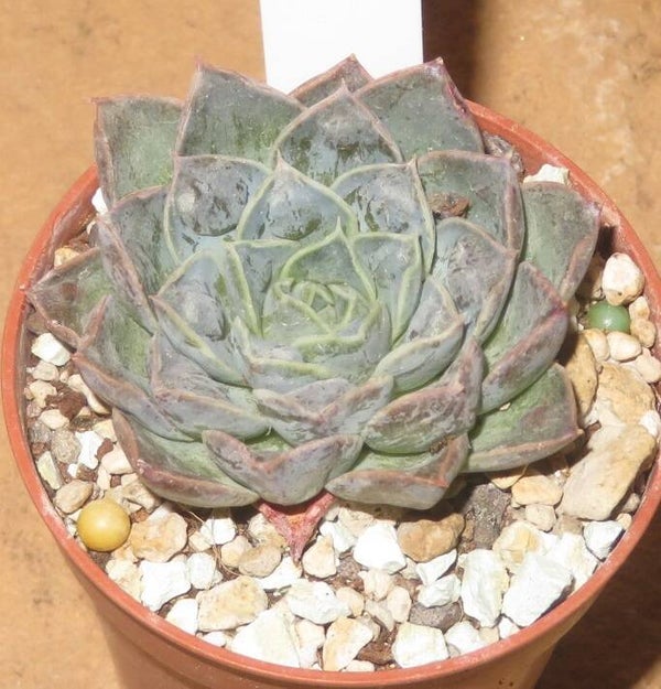 Echeveria cv Zorro