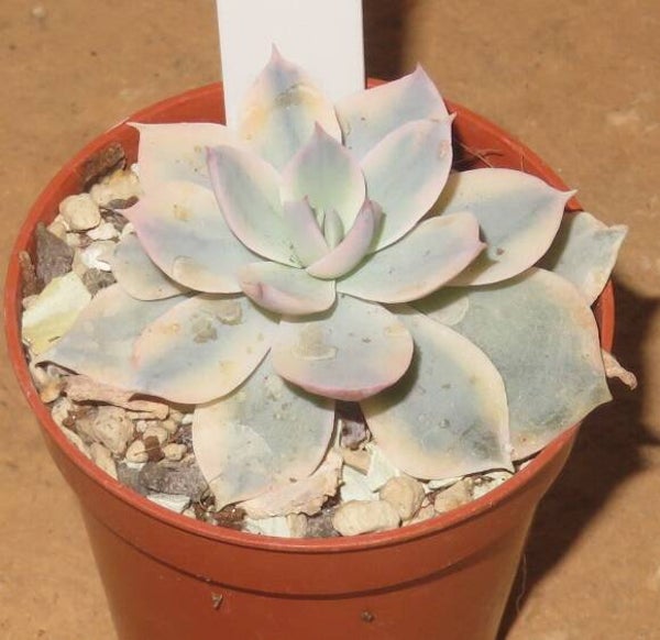 Echeveria subsessilis variegata