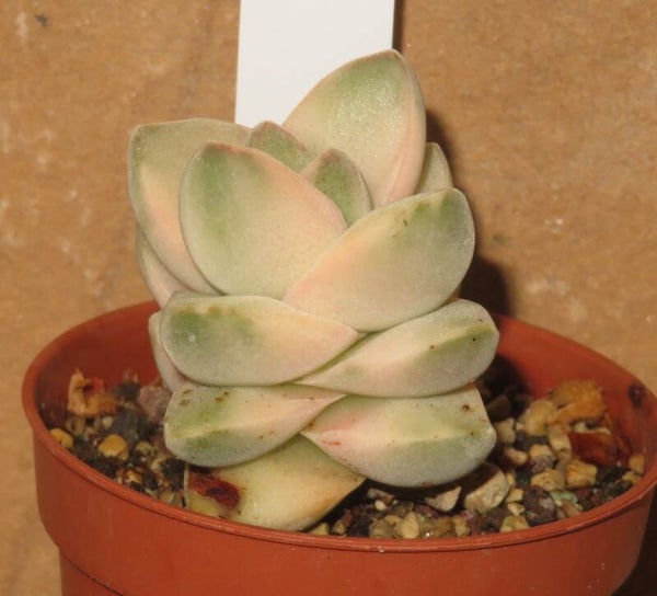 Crassula cv Mooglow variegata
