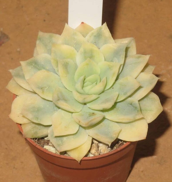 Echeveria cv Hughmillus variegata