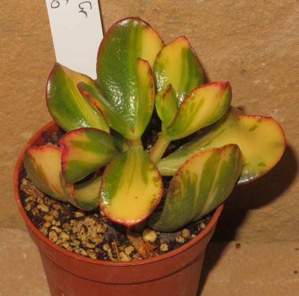 Crassula argentea cv Mikaeri Bijin variegata
