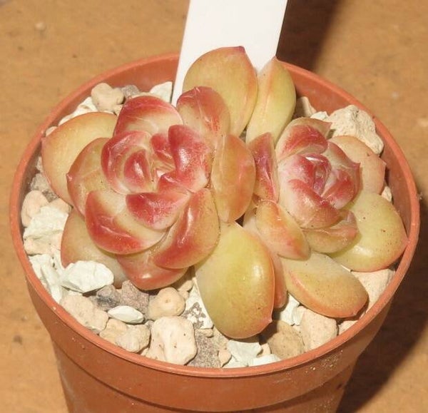 Echeveria cv Jelly Sun New!!!