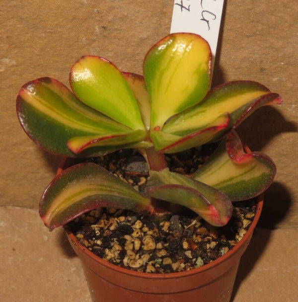 Crassula argentea cv Mikaeri Bijin variegata