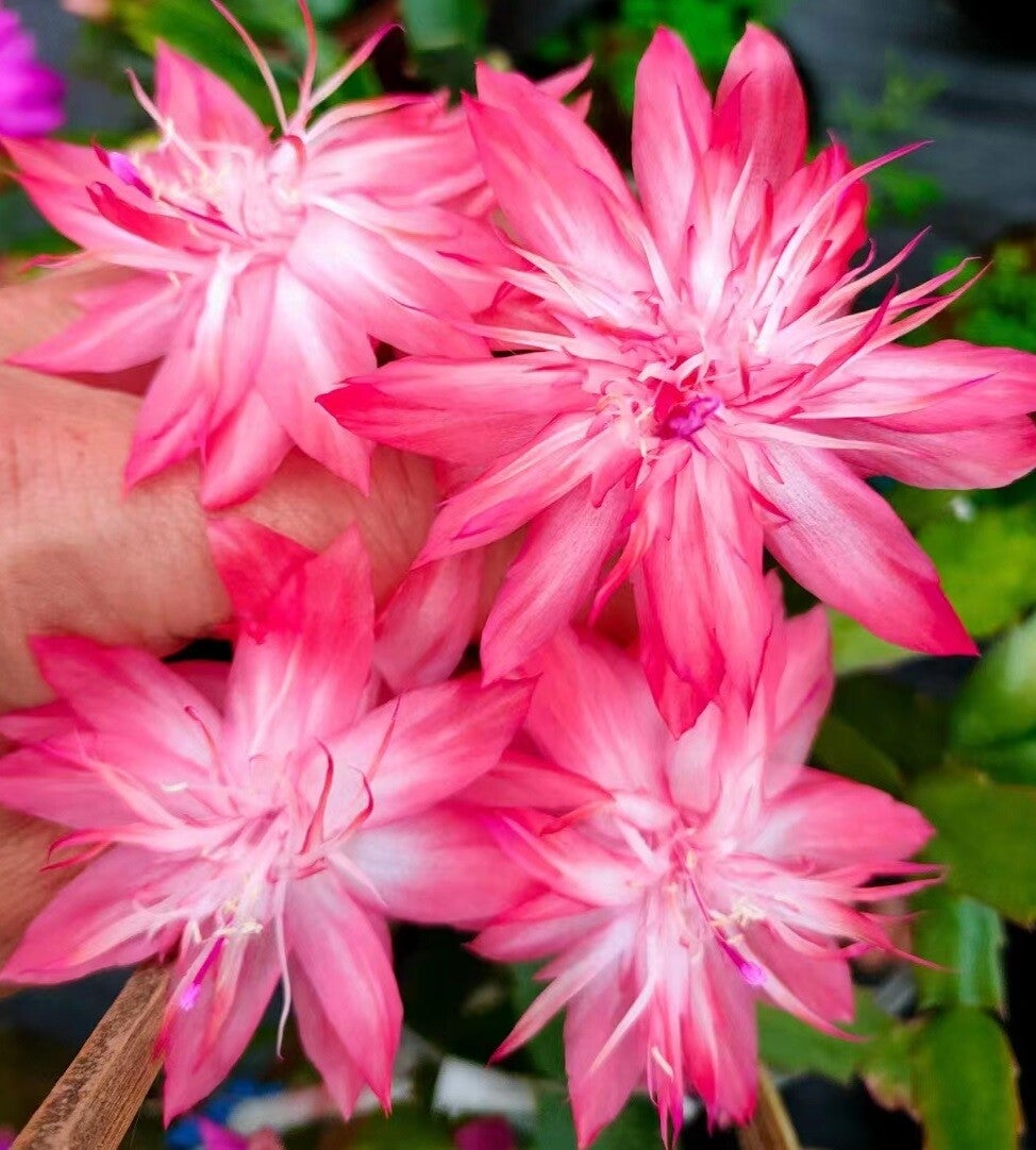 Schlumbergera cv Laranja Dobrada Steckling – Weihnachtskaktus