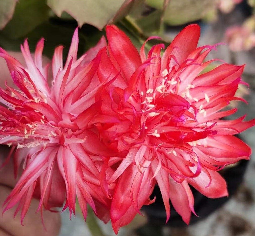 Schlumbergera cv Laranja Dobrada – gefüllte Blüte Weihnachtskaktus