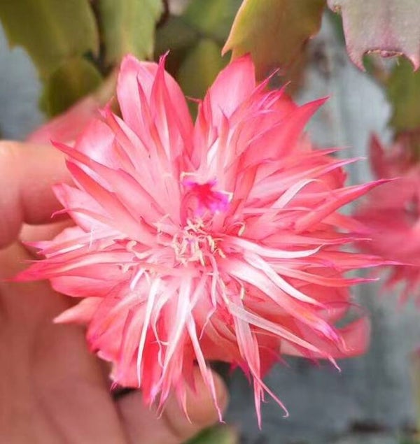Schlumbergera cv Laranja Dobrada – Weihnachtskaktus Blattkaktus