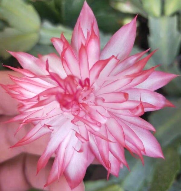 Schlumbergera cv Laranja Dobrada – Weihnachtskaktus Blattkaktus