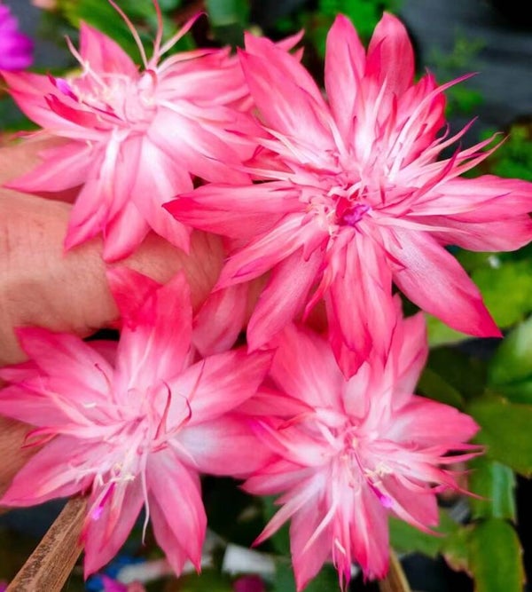 Schlumbergera cv Laranja Dobrada – Weihnachtskaktus Blattkaktus