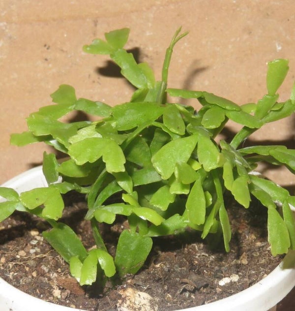 Schlumbergera lutea STECKLING - Weihnachtskaktus