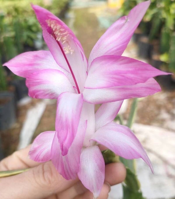 Schlumbergera cv Madame Butterfly variegata – Weihnachtskaktus Blattkaktus