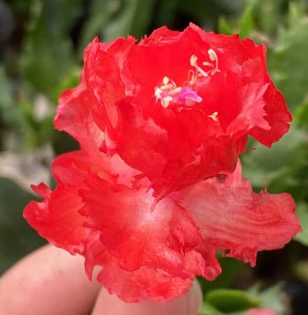 Schlumbergera cv Maddison – Weihnachtskaktus Blattkaktus