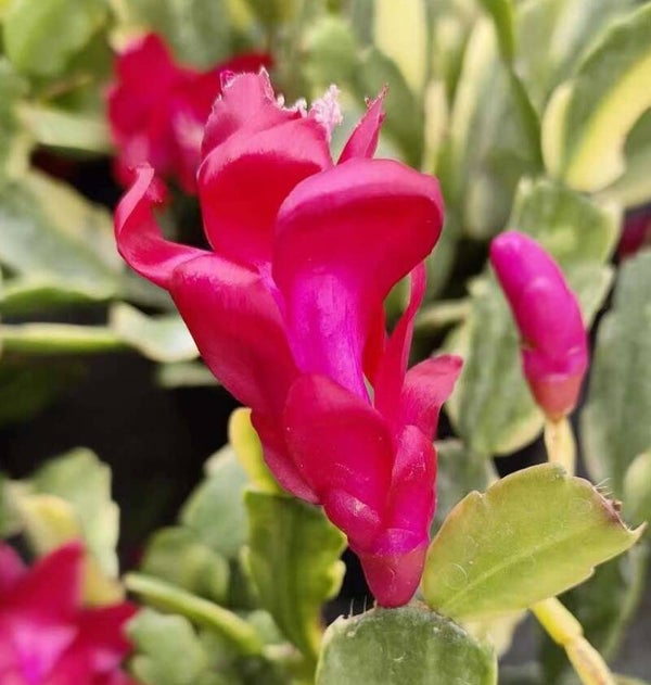 Schlumbergera cv Norris variegata – Weihnachtskaktus Blattkaktus