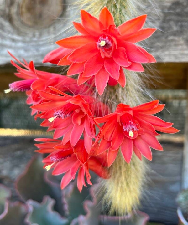 Cleistocactus colademononis
