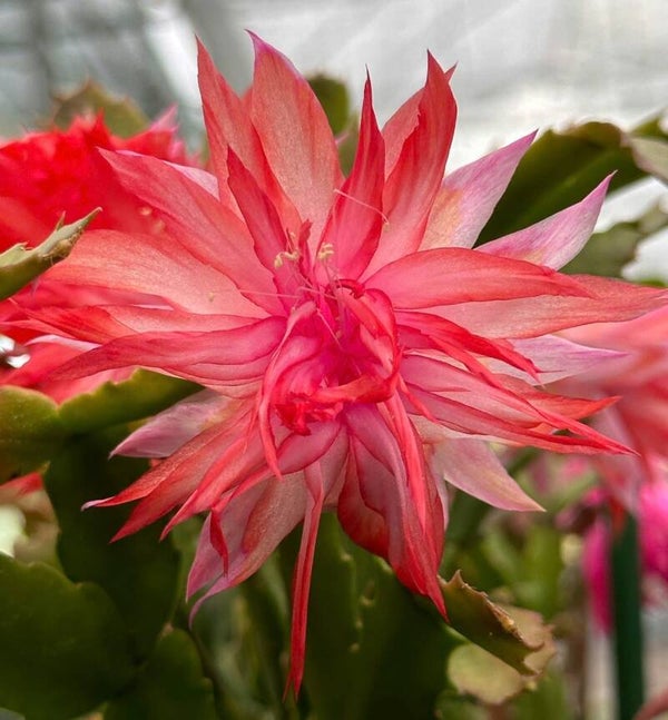 Schlumbergera cv PG2099 Double Surprise – Weihnachtskaktus Blattkaktus