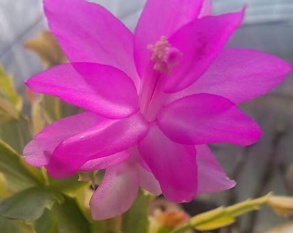 Schlumbergera cv Pink variegata – Weihnachtskaktus Blattkaktus