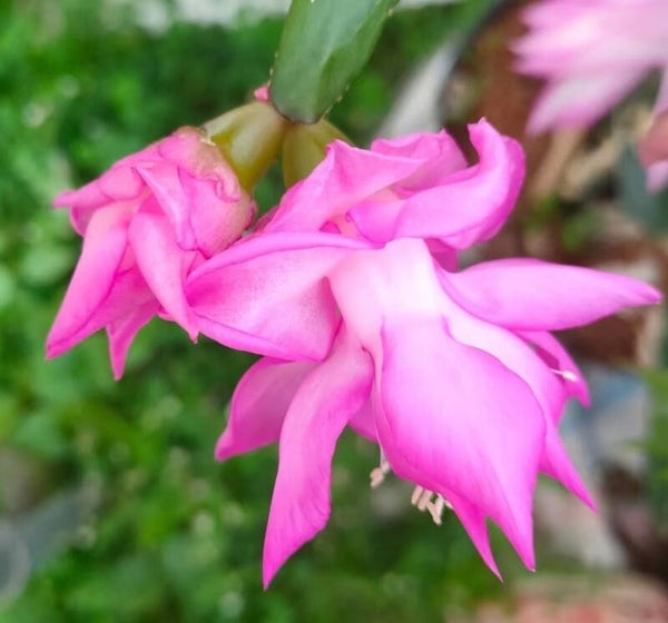 Schlumbergera cv Pink Rose Steckling – Weihnachtskaktus Blattkaktus