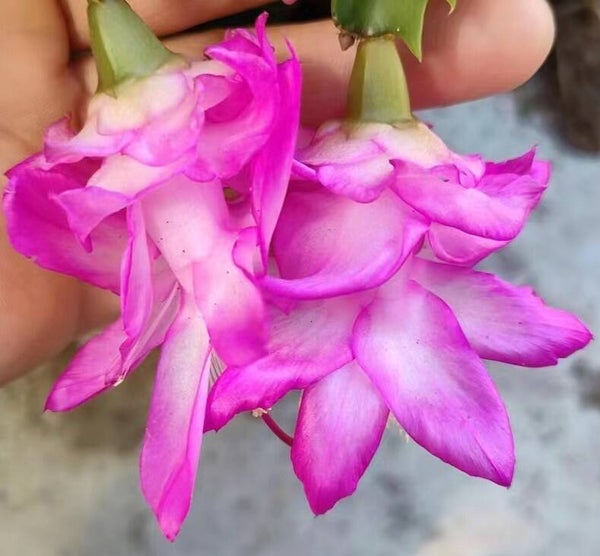 Schlumbergera cv Pink Rose Steckling – Weihnachtskaktus Blattkaktus