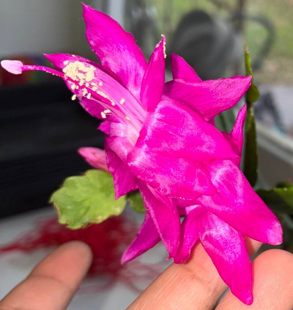 Schlumbergera cv Purple Janus STECKLING Weihnachtskaktus