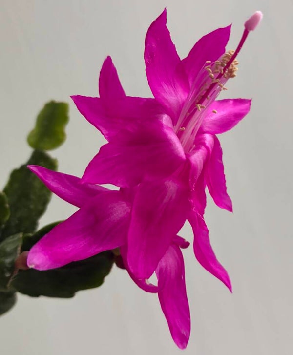 Schlumbergera cv Purple Janus – Weihnachtskaktus Blattkaktus