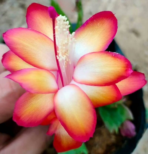Schlumbergera cv Samba Brazil Pflanze– Weihnachtskaktus Blattkaktus