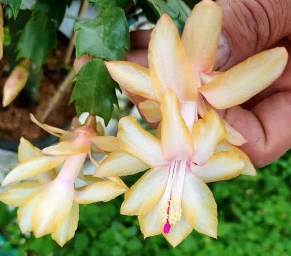 Schlumbergera cv Samba Yellow – Weihnachtskaktus Blattkaktus